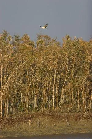 White Bellied Over The Brown Forest