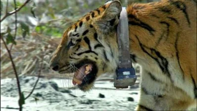 The Second Tiger With Radio Collar – Photo: Screen Shot from BBC- Ganges  