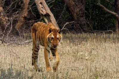 Near Death tiger after 2nd time Tranquilizing – Photo: Screen Shot from BBC- Ganges