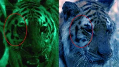 The Facial Marks Shows the Tiger Which was Collared (Night Shot) and the Tiger Which Was Claimed in the Film As Problem Tiger (Day Shot) was The Same Tiiger – Screen Shot from the BBC Ganges