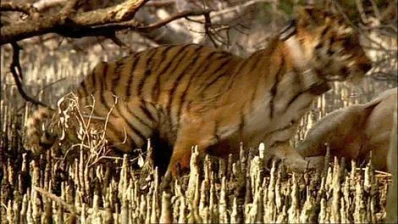 Re-Darting The Collared Tiger, where the Tranquilizer Dart at Rear Right Leg and The Collar on The Neck, Both Is visible. – Screen Shot from the BBC Ganges