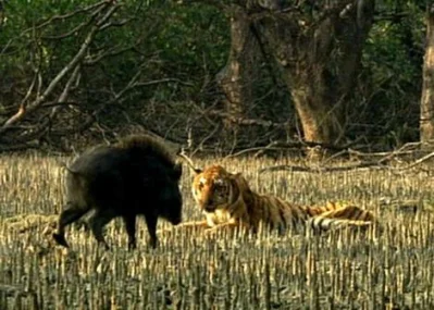 Wild Boar is no more afraid of the dying Tiger – Photo: Screen Shot from BBC- Ganges