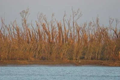 Damaged Canopy in Many Places