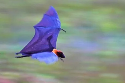 A Bat in Kochikhali