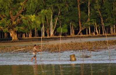A Fisherman collecting his net supporting sticks in Sundarban